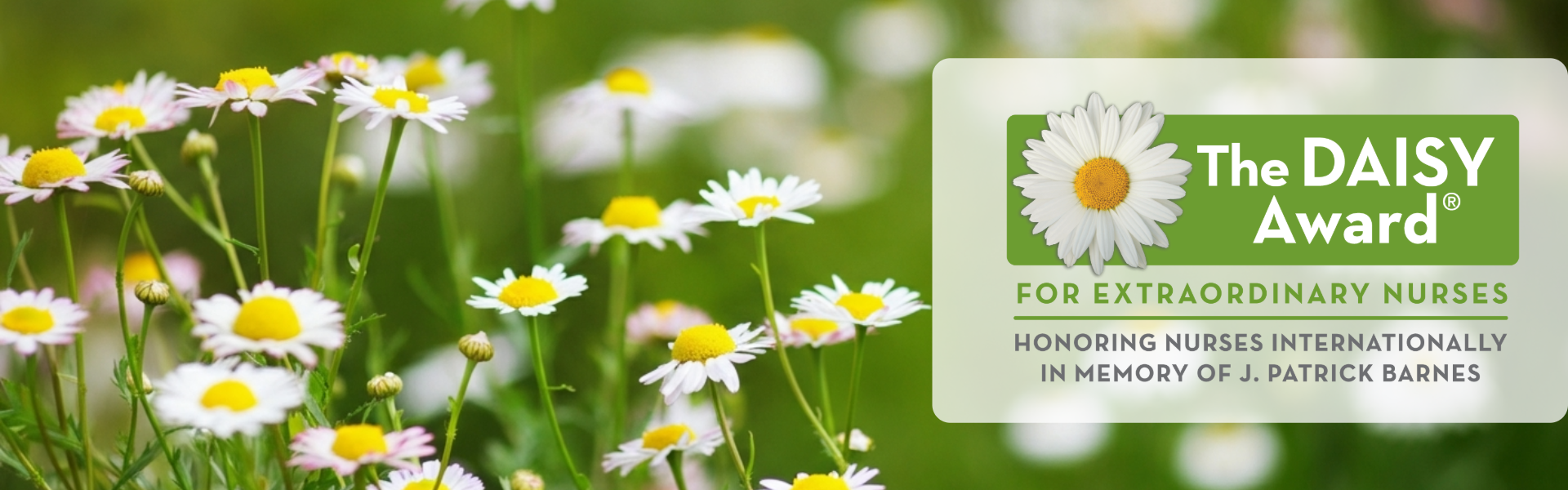 Field of Daisies (1)